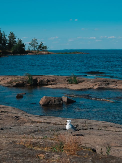 A seascape view showing a rocky shoreline with flat, layered granite surfaces leading to the water, where small pools of calm, clear sea meet the tide. Several rocks protrude from the water near the shore, and patches of grass and small plants grow between the rocks. In the foreground, a white seagull stands on the rocks, facing slightly to the right. In the background, a line of tall evergreen trees stretches along a narrow peninsula, with a blue sky overhead dotted with a few wispy clouds. The image captures a tranquil coastal scene with the natural environment and peaceful shoreline, and it is taken during daylight with natural lighting. The scene also subtly relates to outdoor and nature themes that are relevant for house removals and relocation services provided by Man with Van Northwood.
